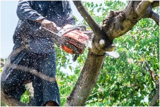 tree services Morristown